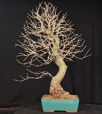 pre Bonsai White Mulberry 75