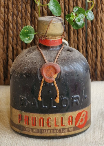 Mignon prunella ballor sigillo - prunella,