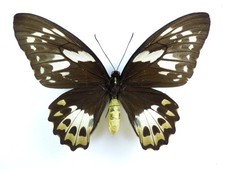 Ornithoptera priamus ssp