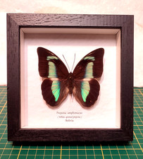 Prepona amphimachus vera