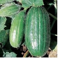 SEMI SEMENTI Carosello barese Scopatizzo  ORTAGGI VERDURE FRUTTI AROMATICHE