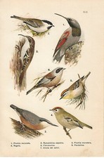 Stampa antica UCCELLI PICCHIO REGOLO RAMPICHINO FIORRANCINO 1927 Antique print