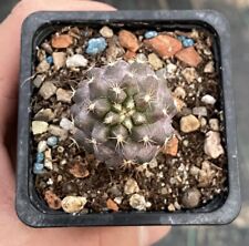 Copiapoa Humilis, Tenuissima, Copiapoa Mollicula, Sulcogartia y Uebelmannia