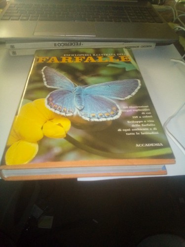 Farfalle enciclopedia - farfalle,