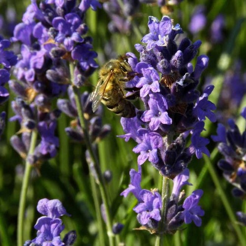 Lavandula angustifolia vera - lavandula,