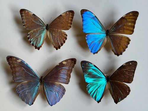 Mariposa lote 4 morpho - lote, de