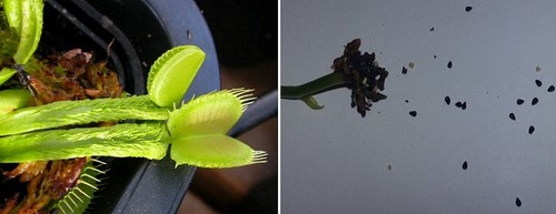 Semi dionaea muscipula - dionaea,