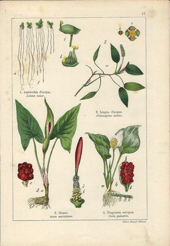 Stampa antica lemna potagemon - lemna,