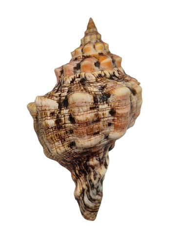 Conchiglia shell pleuroploca - conchiglia,