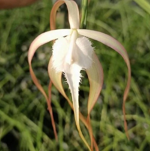 Profumo orchidea brassavola - orchidea,