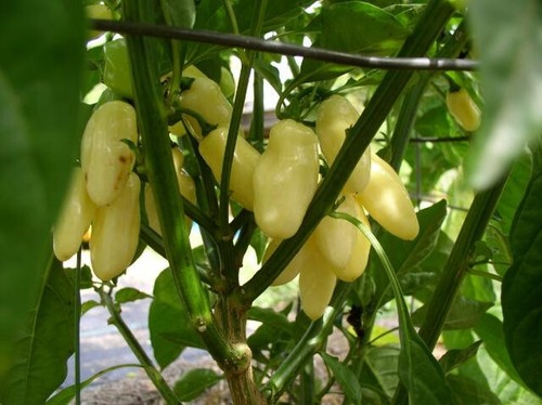 Semi peperoncino ceylon - semi, di