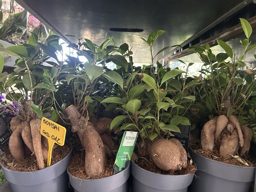 Pianta bonsai di ficus - ,
