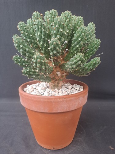 Euphorbia pentops rare - euphorbia, (rsa)