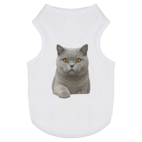 British shorthair cat - 'british,