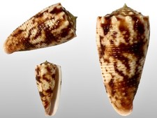 Conidae, Conus moluccensis