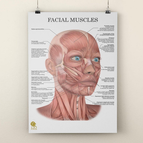 Poster tabella educativa - poster,