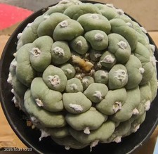 Caci WYSIWYG Boutique Boutique