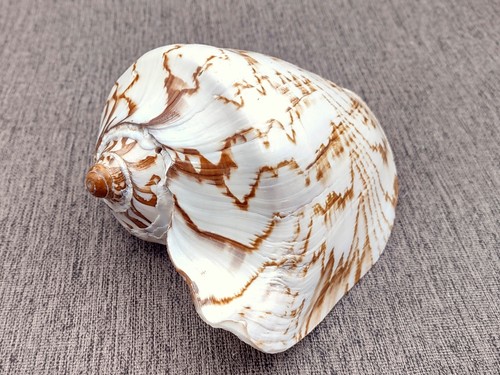 Noble volute seashell voluta - volute,