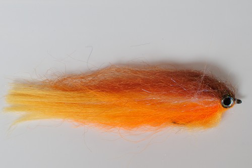 Fliegentom pesce predatore