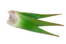 Aloe arborescens foglie fresche e biologiche 1 kg come alimento e per la pelle