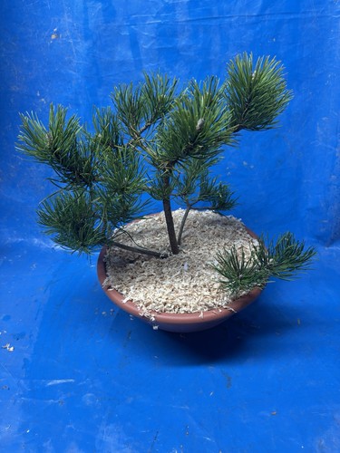 Bonsai pino ciotola età - pino,