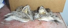 Copricapo orecchie lince -