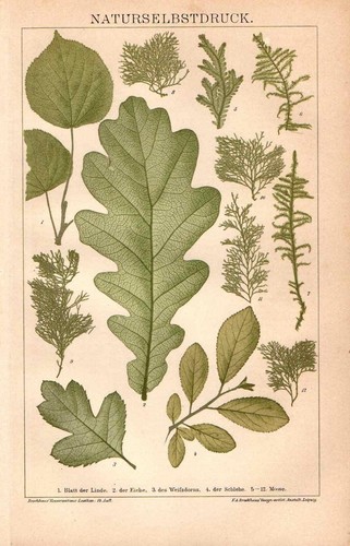 1898 antica stampa - 1898,