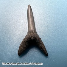 Fossil sand tiger shark tooth