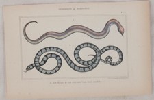 LACEPEDE NATRIX NATRIX BISCIA