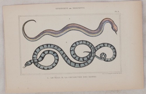 Lacepede natrix - lacepede,