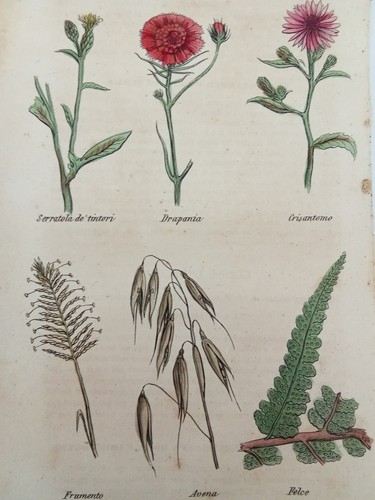 Stampa antica botanica - stampa,