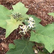 Foglie di bacche di tacchino