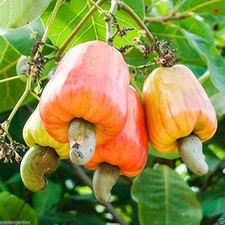 Anacardium occidentale