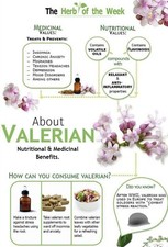 150 Semi di Valeriana - Pianta