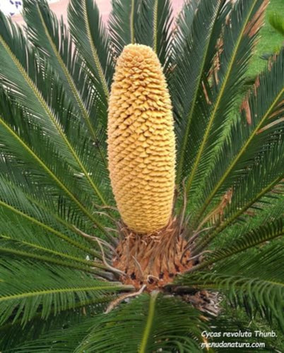 Semi cycas revoluta - di, revoluta,