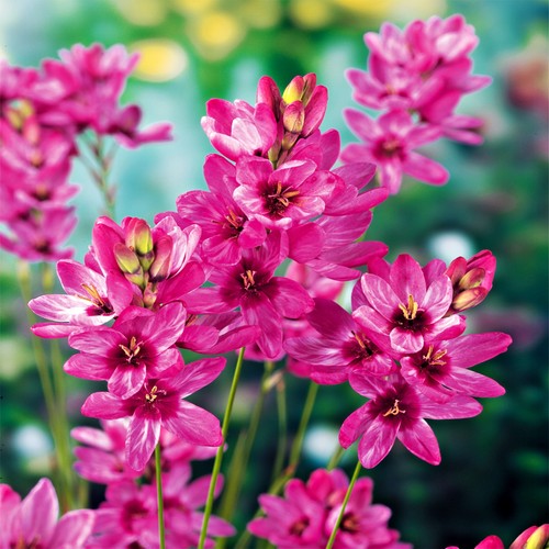 Ixia bulbi fiori cipolle - bulbi,