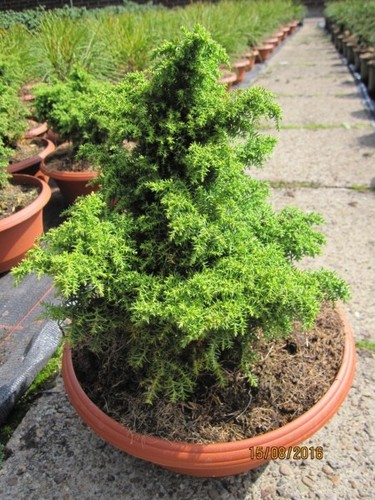 Cryptomeria japonica elegans - japonica,