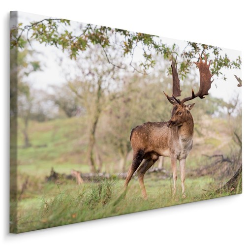 Quadri tela canvas - quadri,
