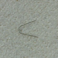 Mollettina -Little spring (Ref. 1150) - Kasper 1451