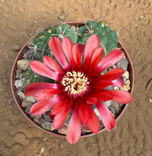 Gymnocalycium carminanthum - gymnocalycium,