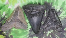Denti di squalo megalodonte 3