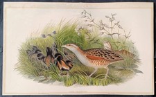 John Gould Uccelli Ornitologia