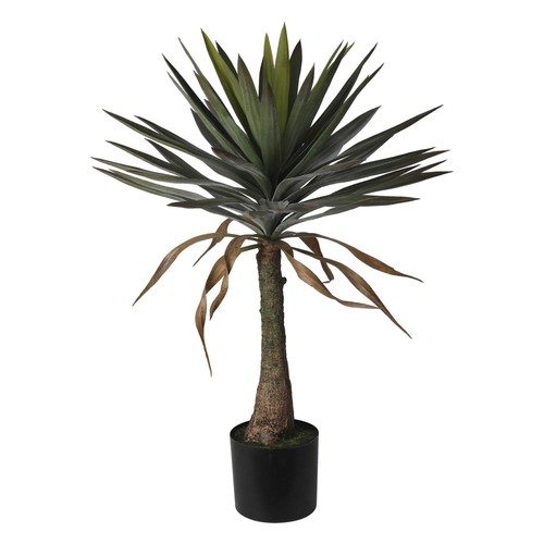 Well home pianta yucca in - pianta,