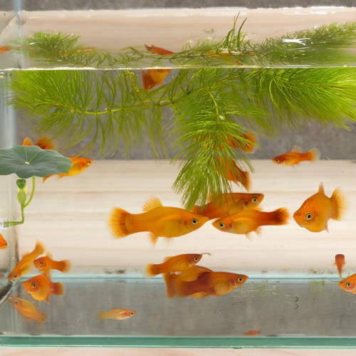 Piante artificiali acquario - artificiali,