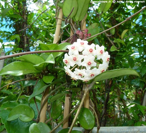 Hoya carnosa talea - -,