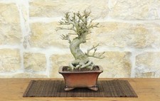 Bonsai di Melograno giapponese