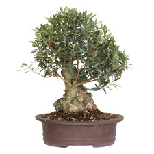 Bonsai di Olivo - Olea