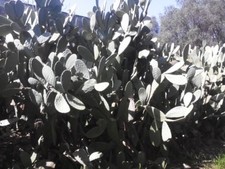 AAA Vendo piante  fico d'India Opuntia ficus-indica esemplari di 60/80 anni.