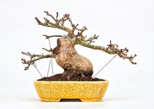 Bonsai di Acero Testa di Leone