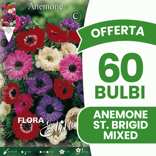 Offerta bulbi anemone - 60,